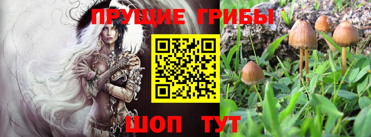 Псилоцибиновые грибы Cubensis  Вход с VPN  Добрянка  Псилоцибиновые грибы мицелий 